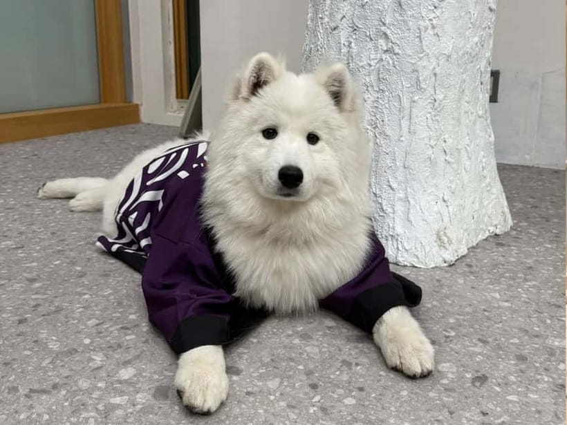 Tokyo Harajuku：30-Minute Samoyed Interaction Experience - How to fit it into a Harajuku day