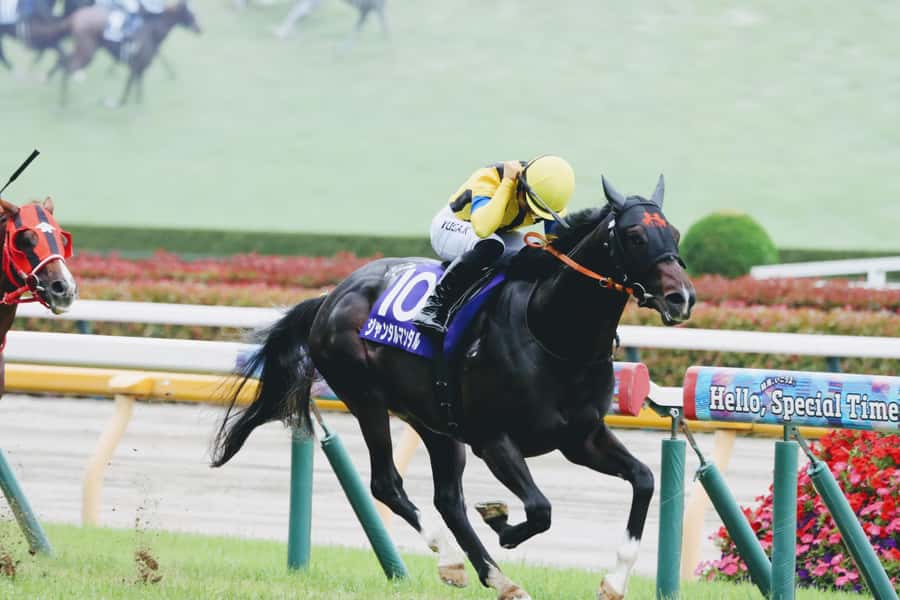 Tokyo: Horse Racing Tour with Local Fan - Key points to know before booking