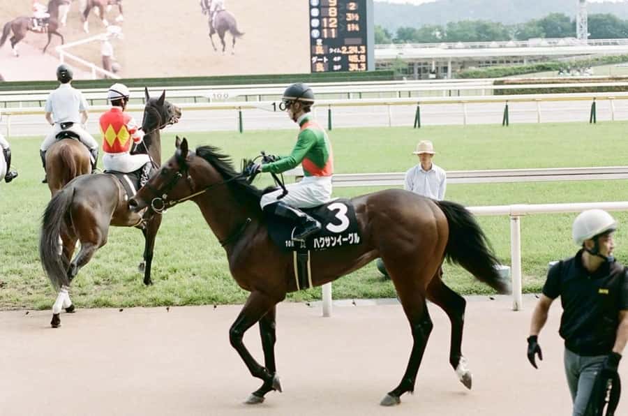 Tokyo: Horse Racing Tour with Local Fan - Race-day action, from horses to crowd noise