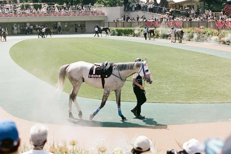 Tokyo: Horse Racing Tour with Local Fan - Food, drinks, and the social side of the course