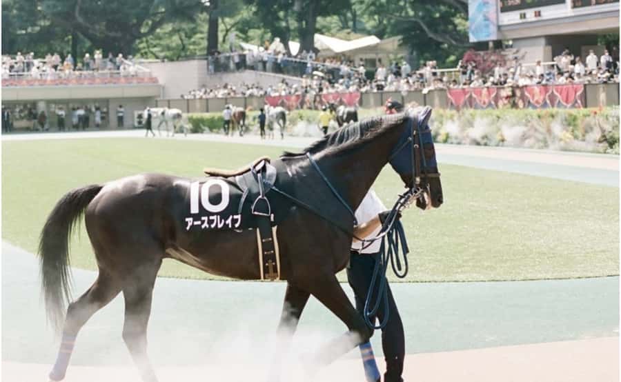 Tokyo: Horse Racing Tour with Local Fan - Who will enjoy this most