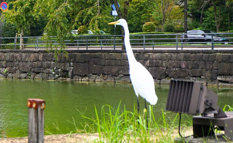 Tokyo: Imperial Palace Japanese History Walking Tour - Is $32 a fair price?
