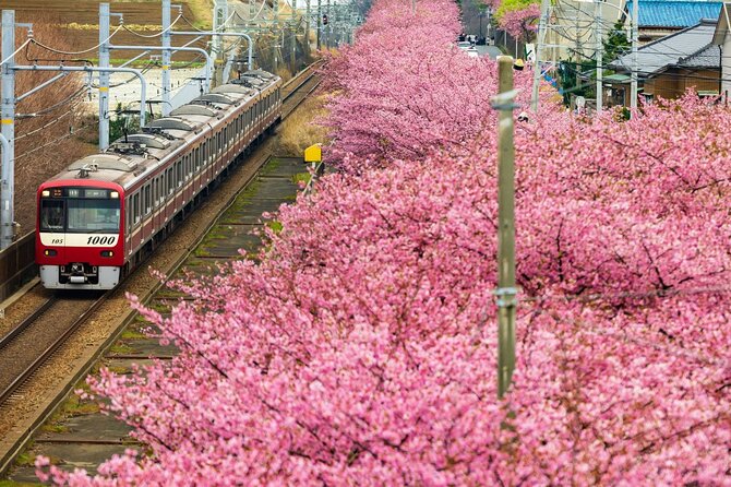 Tokyo-Izu: Volcano, Ocean& Capybara Cuddle with Izu Scenic Train - Choose Izu Cactus Park for unusual animals and plants