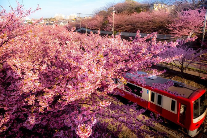 Tokyo-Izu: Volcano, Ocean& Capybara Cuddle with Izu Scenic Train - Choose Mt. Omuro for the volcano and wide views