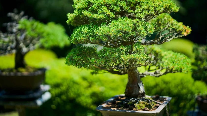 Tokyo: Meiji Shrine Walking Tour — Shinto & Imperial System - Is $23 a fair price?