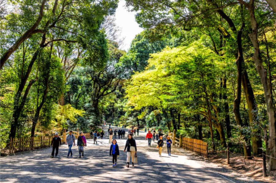 Tokyo: Meiji Shrine Walking Tour with Local Guide - Key points to know before booking