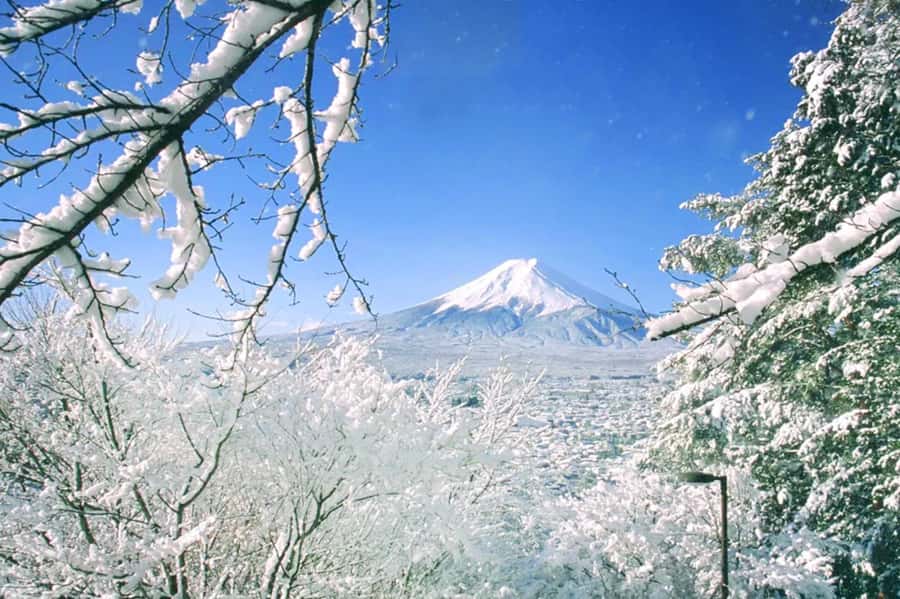 Tokyo: Mount Fuji Day Trip with Scenic & Local Stops - A full Fuji day for the price of a Tokyo lunch