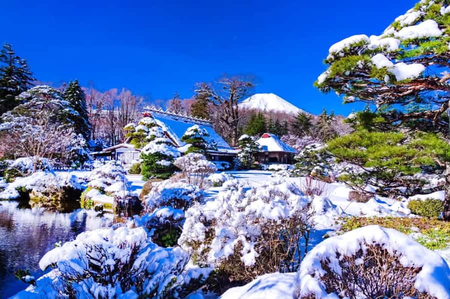 Tokyo: Mount Fuji Day Trip with Scenic & Local Stops - Lake Yamanaka and feeding the swans