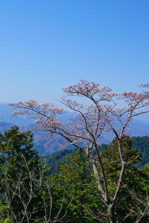 Tokyo: Mount Takao Guided Hiking Tour - Takao Temple and the watchful Tengu