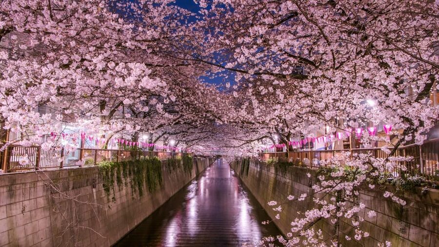 Tokyo: Mt. Fuji & Hakone Cherry Blossoms Private Day Tour - Is the private van worth $490?