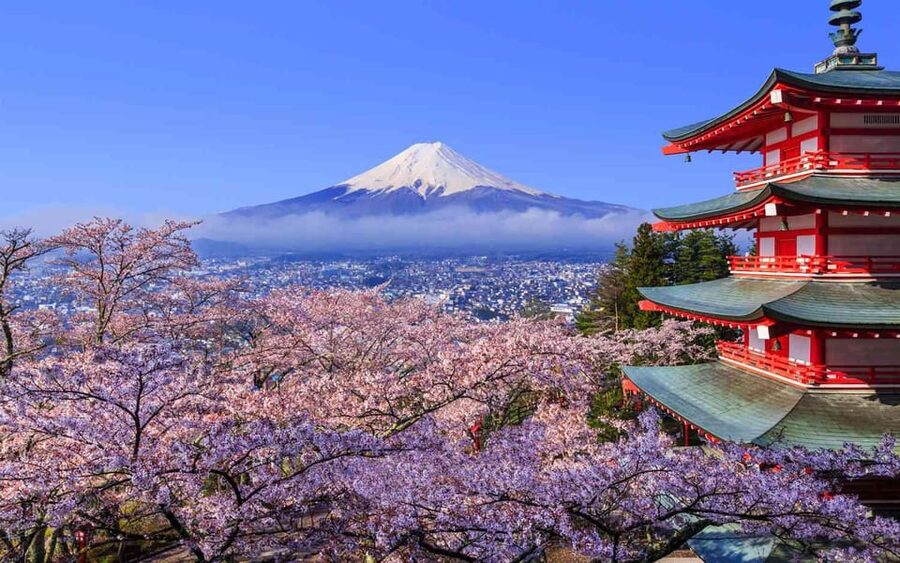 Tokyo: Mt. Fuji & Hakone Cherry Blossoms Private Day Tour - Cedar trees and clear spring water at Oshino Hakkai