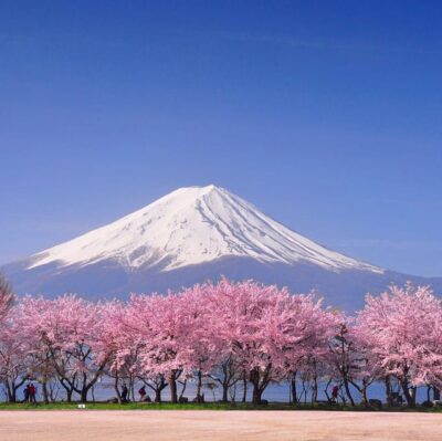 Mt. Fuji & Hakone Cherry Blossoms Private Day Tour