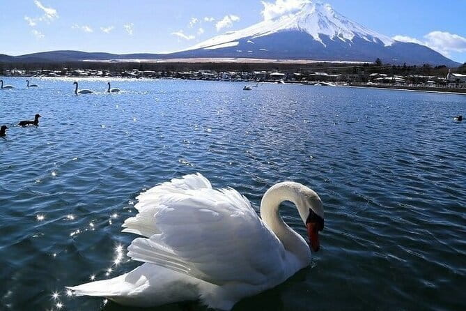 Tokyo Mt. Fuji Hakone Shrine, Owakudani, Lake Yamanakai Day Tour - Guides, group size, and the day on the road