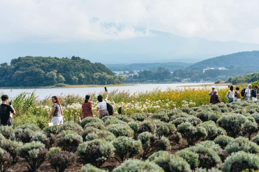 Tokyo: Mt. Fuji, Kamakura, Big Buddha, & Lake Ashi Day Trip - Oishi Park and Lake Kawaguchi
