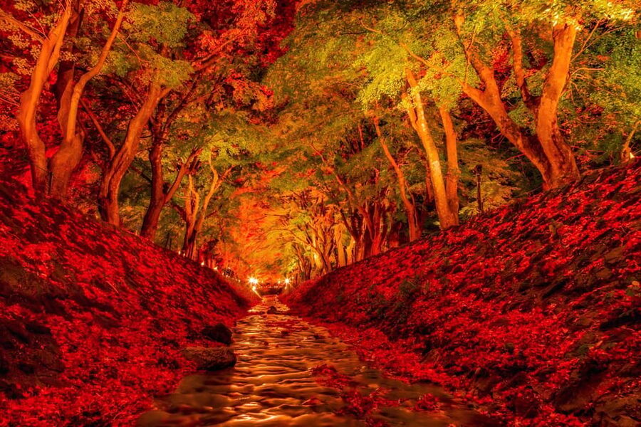 Tokyo: Mt Fuji Lake Kawaguchiko Tour & Arakuyama Sengen Park - Guide languages, group size, and practical comfort
