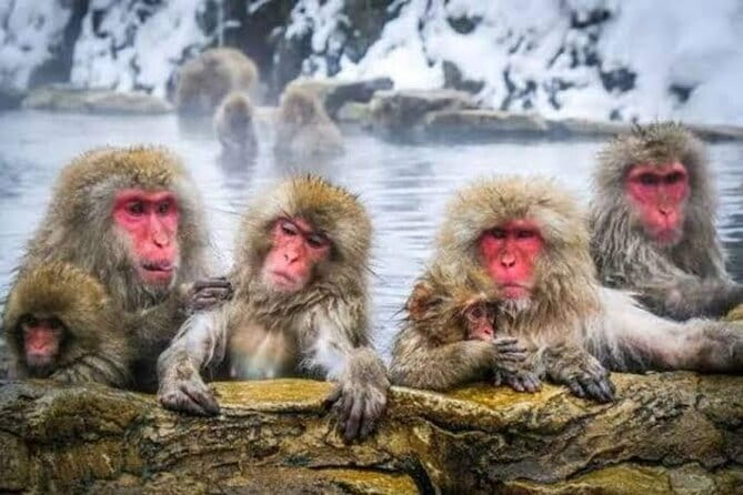 Tokyo Nagano Snow Monkey Park and Zenkoji Temple English driver - A one-hour sake tasting in Nagano