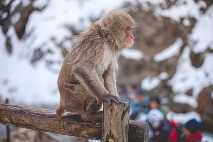 Tokyo: Nagano Snow Monkeys and Zenkoji Tour with Temples - Obuse offers a slower small-town pause