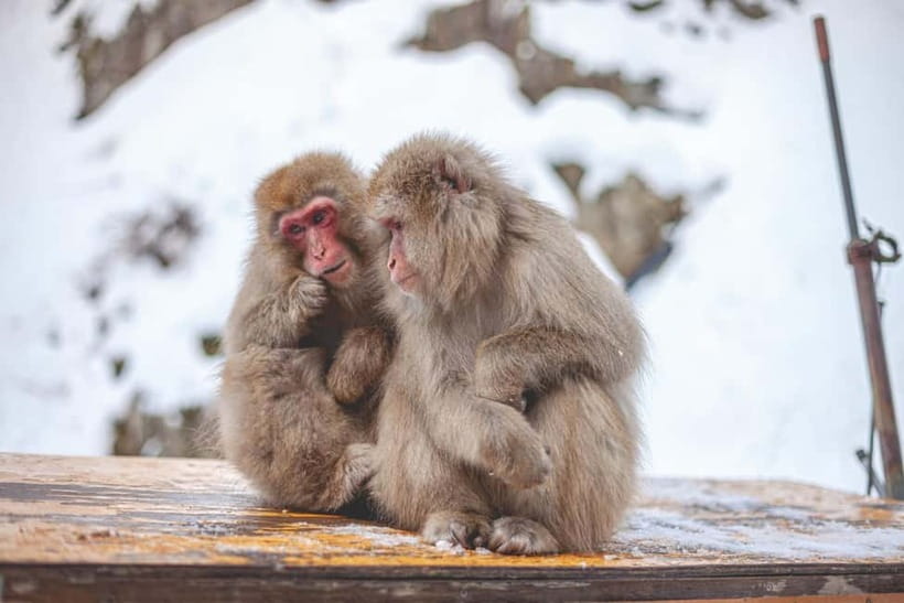 Tokyo: Nagano Snow Monkeys and Zenkoji Tour with Temples - A private vehicle changes the Tokyo day trip