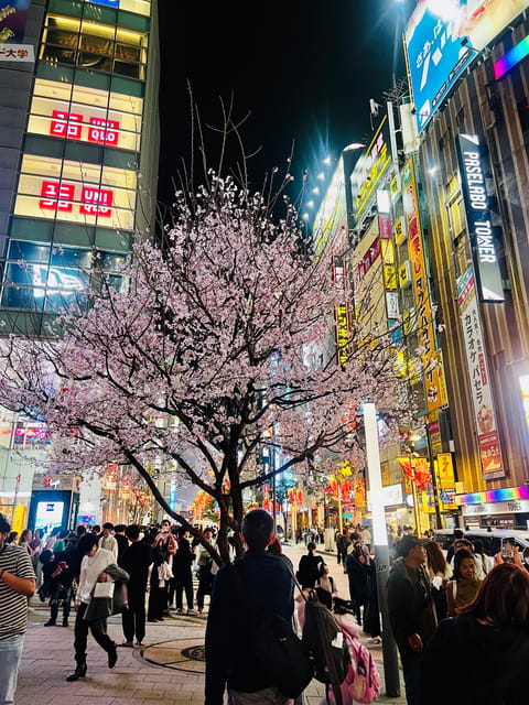 Tokyo Night Drive Wangan Expressway and Daikoku PA - Who should book this experience