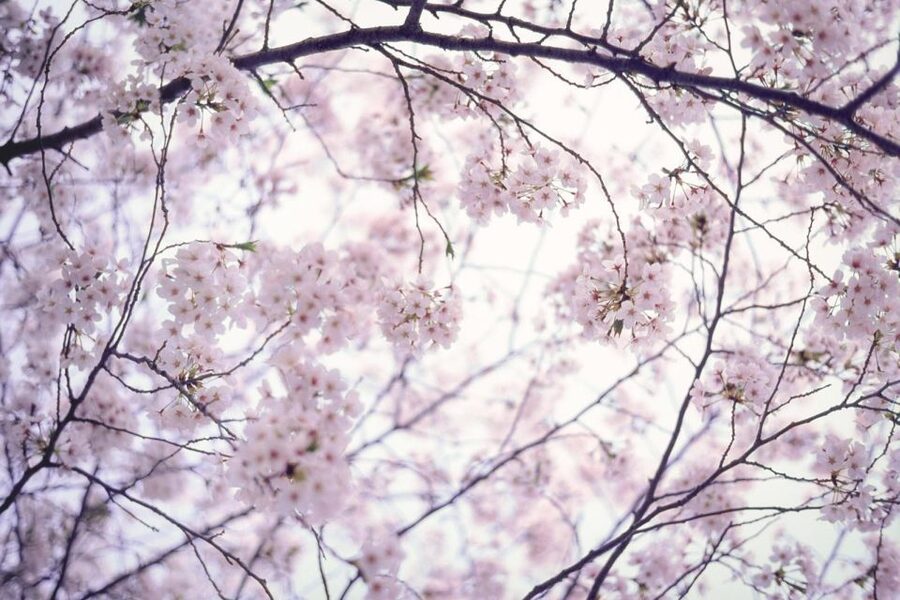 Tokyo: Photography Masterclass - Private Photo Lesson - Key points at a glance