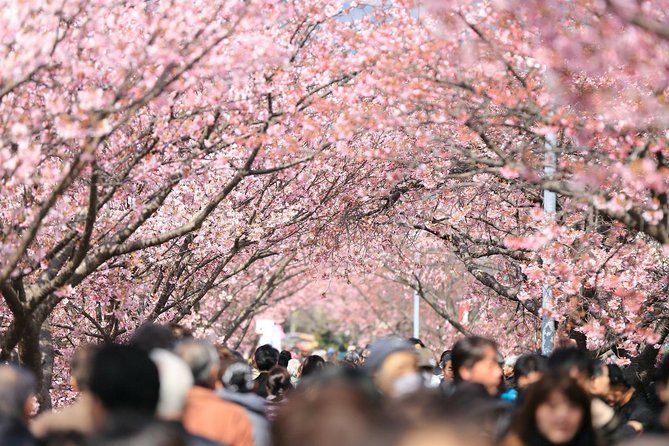 Tokyo Private Cherry Blossom Tour with a Local – Picnic Included - Why this private sakura walk works