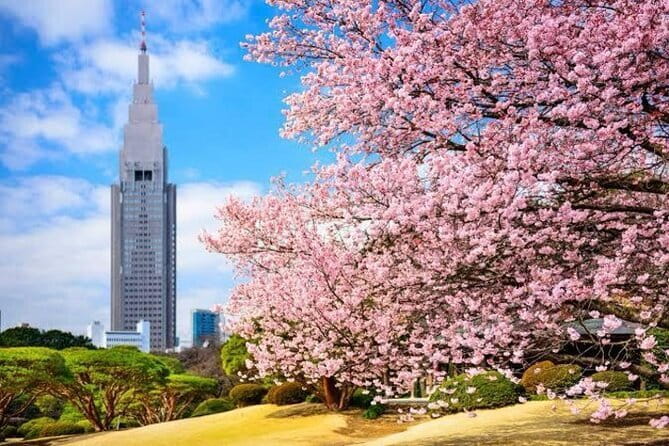 Tokyo Private Day Tour by Car with English speaking Driver - Senso-ji and the old streets of Asakusa