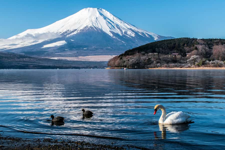 Tokyo: Private Mount Fuji Tour with Pickup and Drop-Off - Key points before you book