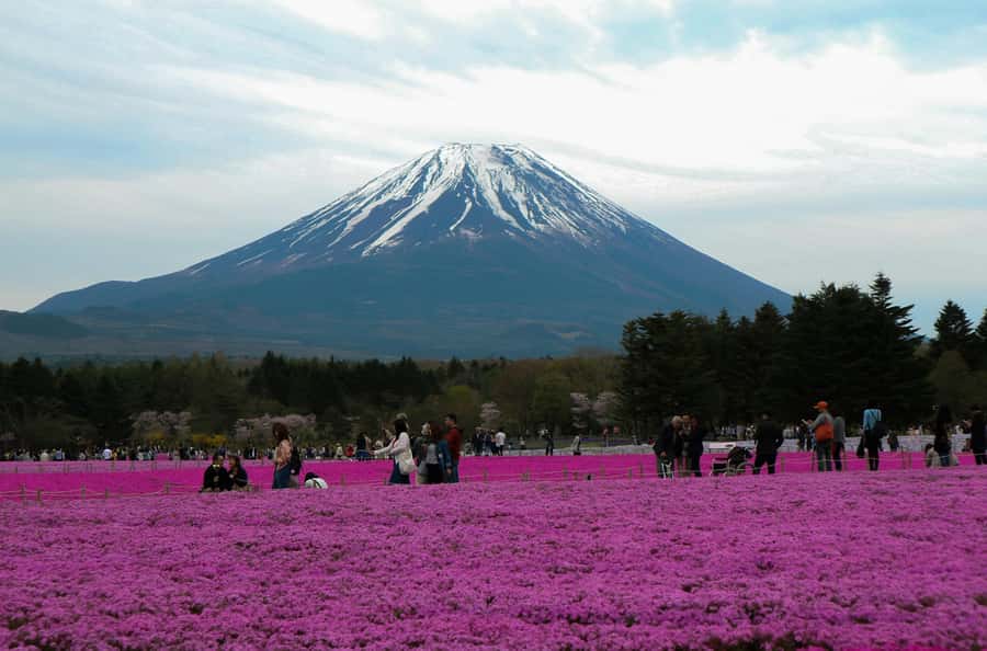 Tokyo: Private Mount Fuji Tour with Pickup and Drop-Off - Oishi Park and the best flower-framed photographs