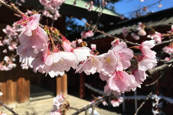 Tokyo Spring Daytime (Cherry Blossom) Food Tour - Starting at Nippori and entering old Tokyo