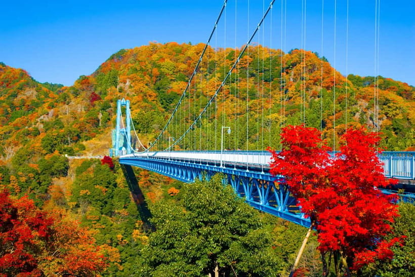 Tokyo: Spring Hitachi Seaside & Ashikaga Flower Park Tour - Two famous flower parks in one long day
