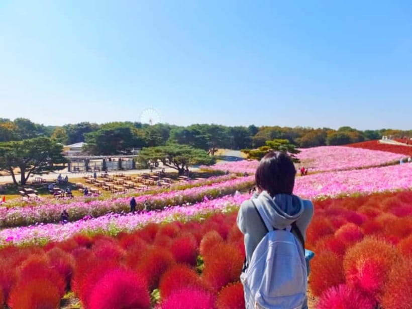 Tokyo: Spring Hitachi Seaside & Ashikaga Flower Park Tour - Miharashi Hill and the blue nemophila sea