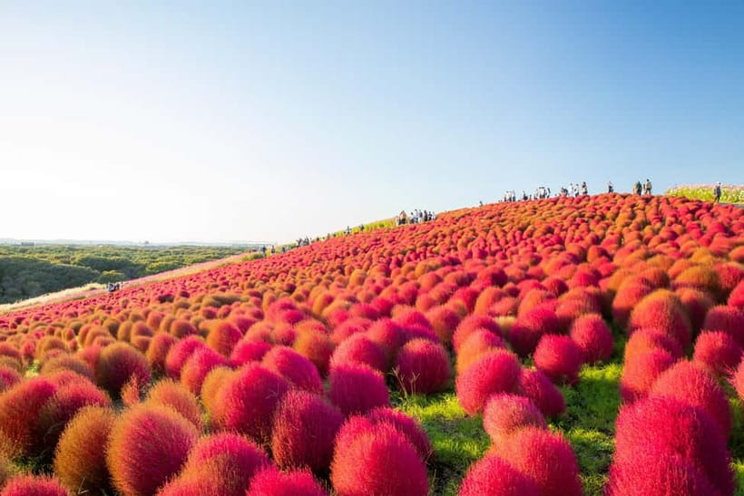 Tokyo: Spring Hitachi Seaside & Ashikaga Flower Park Tour - Ashikaga Flower Park and the Great Wisteria
