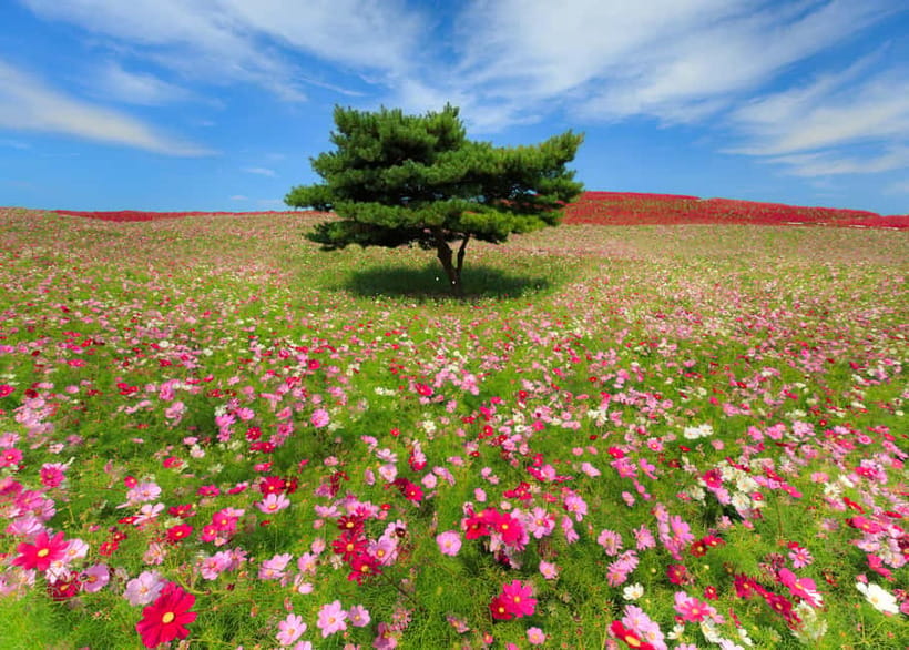 Tokyo: Spring Hitachi Seaside & Ashikaga Flower Park Tour - Guides, timing, and the small details that matter