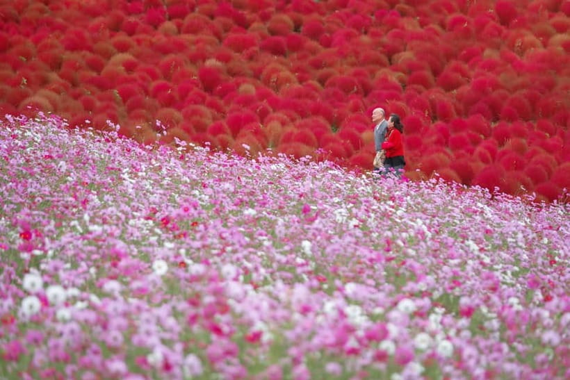 Tokyo: Spring Hitachi Seaside & Ashikaga Flower Park Tour - Should you book this Tokyo flower tour?