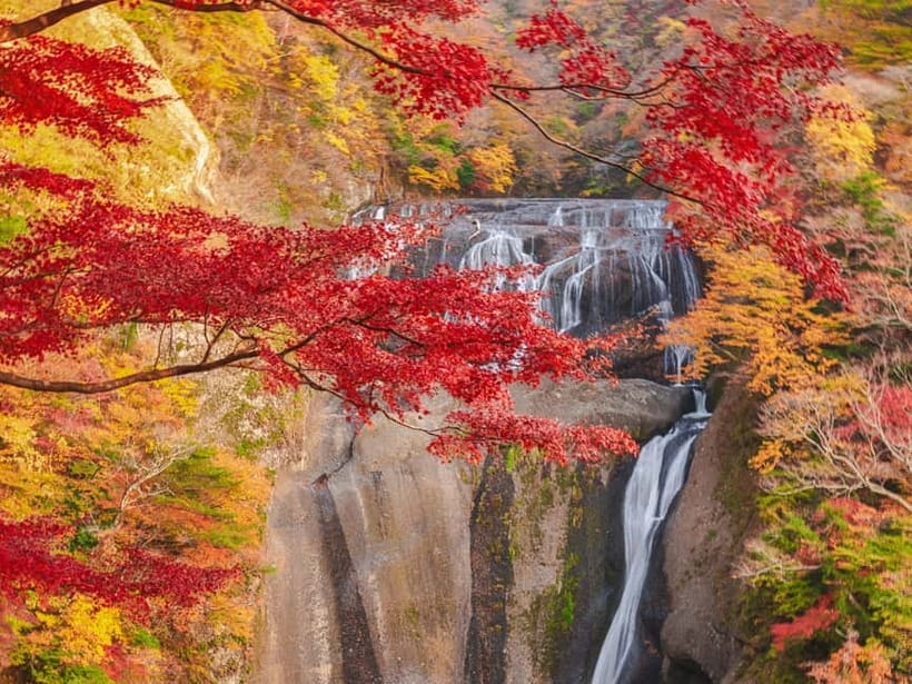 Tokyo: Spring Hitachi Seaside & Ashikaga Flower Park Tour - Mibu Michi no Eki for a flexible lunch