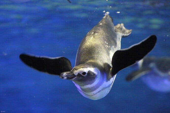 Tokyo Sumida Aquarium E-Ticket with Optional Tokyo Metro Pass - The big draw: penguins in an open indoor tank
