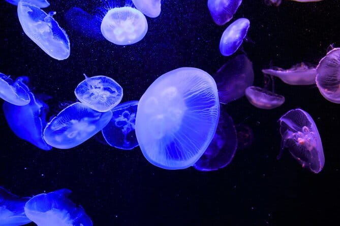 Tokyo Sumida Aquarium E-Ticket with Optional Tokyo Metro Pass - How to build a good visit around the aquarium