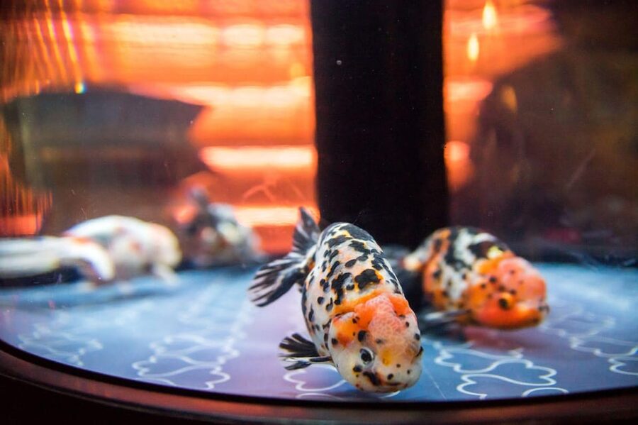 Tokyo: Sumida Aquarium Entry Ticket - A quiet aquarium beneath Tokyo Skytree