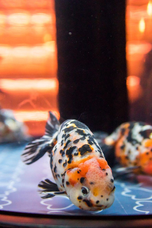 Tokyo: Sumida Aquarium Entry Ticket - Is $17 a fair price?