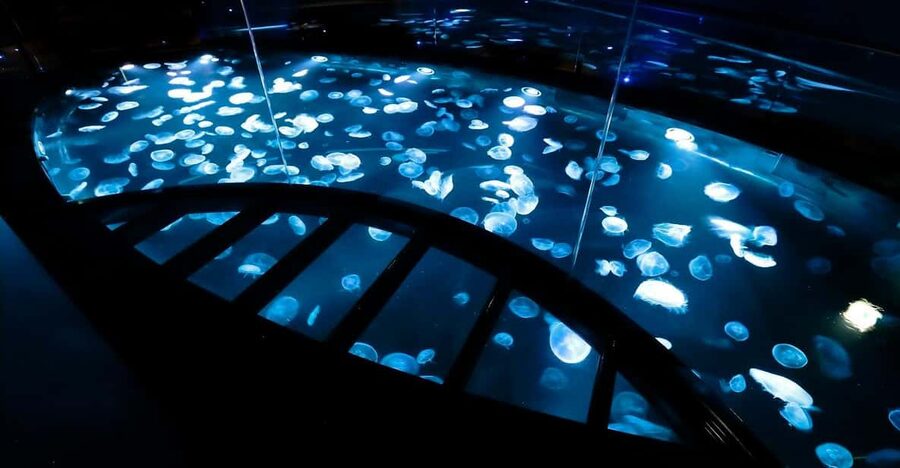 Tokyo: Sumida Aquarium Entry Ticket - What your visit feels like from the first chair