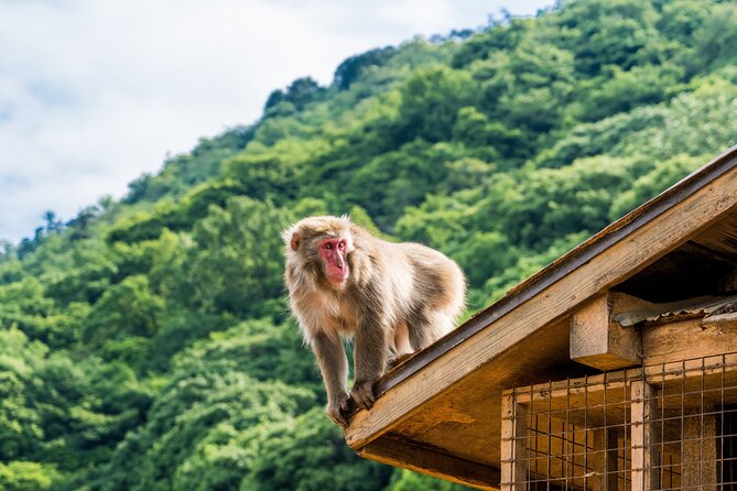 Tokyo to Kyoto 1-Full Day Private Guided Tour - Why this Tokyo to Kyoto day trip works