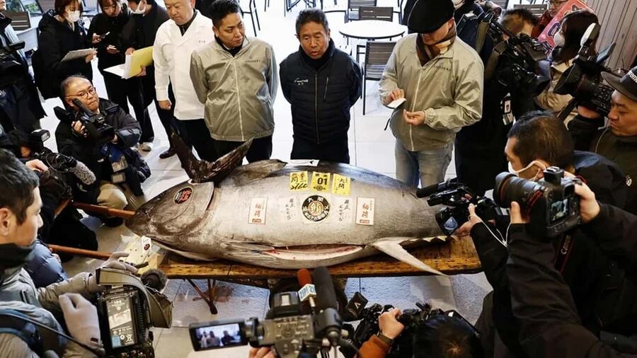 Tokyo: Toyosu Tuna Auction &Tsukiji Market Gourmet Adventure - Key points worth knowing