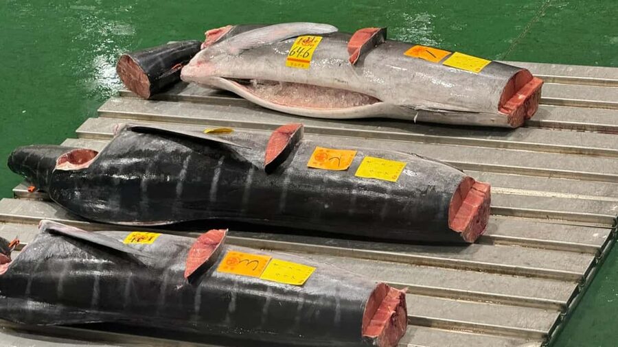 Tokyo: Toyosu Tuna Auction &Tsukiji Market Gourmet Adventure - Why the tuna auction is worth the alarm