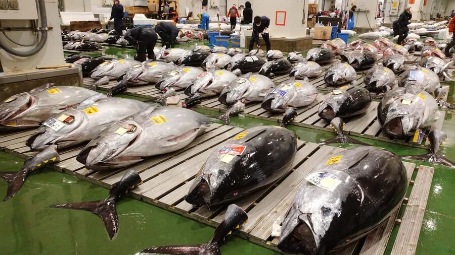 Tokyo: Toyosu Tuna Auction &Tsukiji Market Gourmet Adventure - The 5 to 6:30 a.m. auction visit