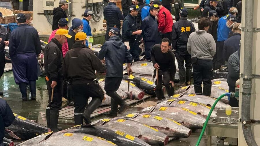 Tokyo: Toyosu Tuna Auction &Tsukiji Market Gourmet Adventure - Traveling from Toyosu to Tsukiji