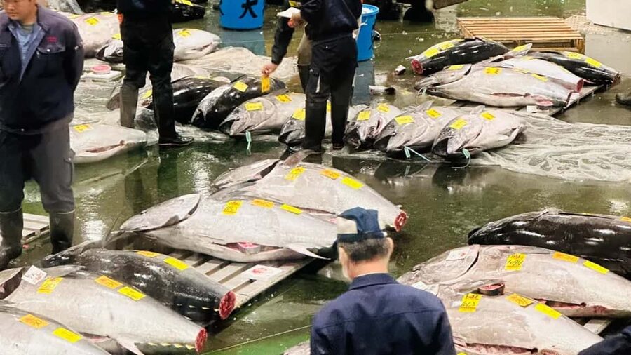 Tokyo: Toyosu Tuna Auction &Tsukiji Market Gourmet Adventure - Meeting Toyosu before sunrise